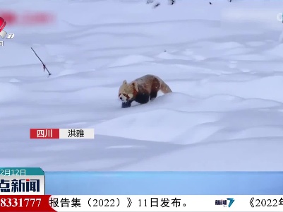 萌 野生小熊猫雪地撒欢