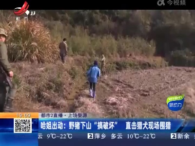 【都市2直播】上饶婺源·哈姐出动：野猪下山“搞破坏” 直击猎犬现场围猎