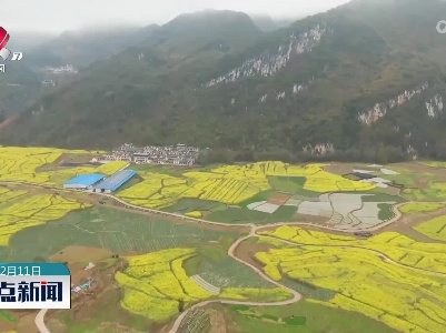 云南麻栗坡：油菜花开春意浓