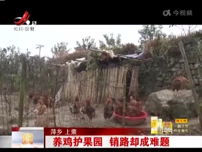 萍乡上栗：养鸡护果园 销路却成难题