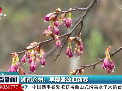 湖南永州：早樱盛放迎新春