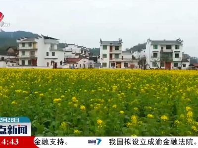 婺源：气温回暖 部分油菜花相继开放