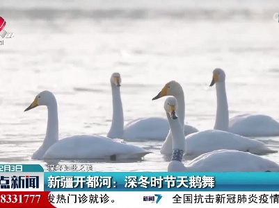 【深冬如此之美】新疆开都河：深冬时节天鹅舞