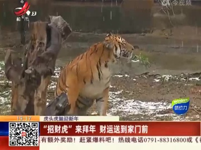 【虎头虎脑迎新年】“招财虎”来拜年 财运送到家门前