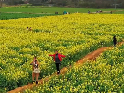 赣州龙南市：油菜花开 遍地金黄 一片春意盎然