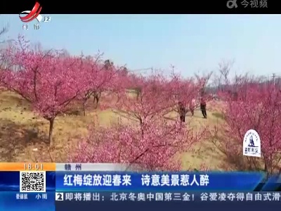 赣州：红梅绽放迎春来 诗意美景惹人醉