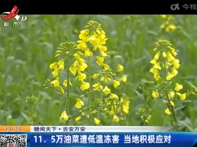 【赣闻天下】吉安万安：11.5万油菜遭低温冻害 当地积极应对