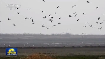 江西鄱阳湖越冬候鸟开始集结北迁