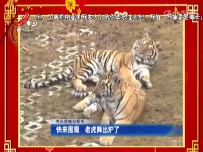 【虎头虎脑迎新年】快来围观 老虎舞出炉了