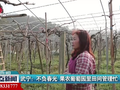 武宁：不负春光 果农葡萄园里田间管理忙