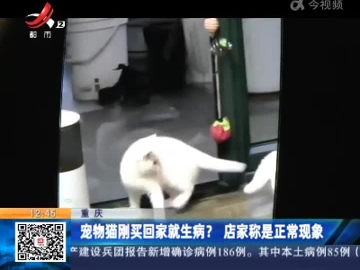 重庆：宠物猫刚买回家就生病？  店家称是正常现象