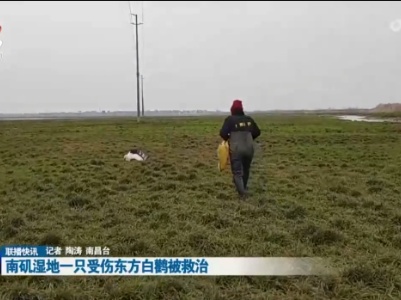 南矶湿地一只受伤东方白鹳被救治