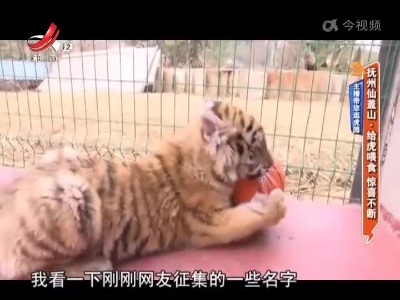 主播带您逛虎园——抚州仙盖山·给虎喂食 惊喜不断