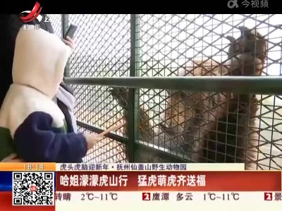 【虎头虎脑迎新年】抚州仙盖山野生动物园：哈姐濛濛虎山行 猛虎萌虎齐送福