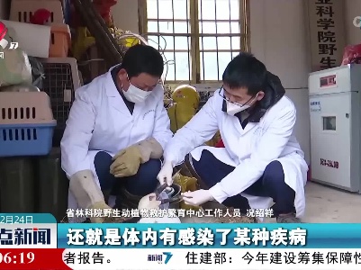 受伤白鹳被困南矶湿地 保护区与救护中心联手救治