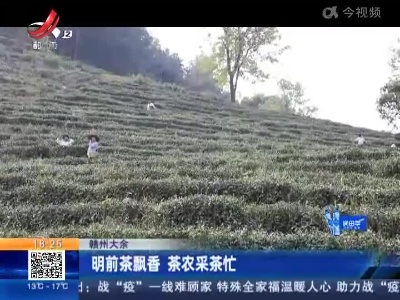 赣州大余：明前茶飘香 茶农采茶忙