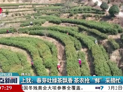 上犹：春芽吐绿茶飘香 茶农抢“鲜”采摘忙