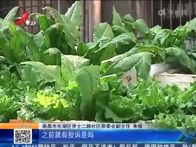 南昌：倔老头屋顶种菜 味儿太大邻居不敢开窗