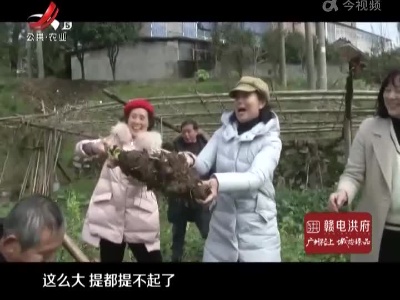 萍乡安源区：老人种香芋技术好 产量翻几倍