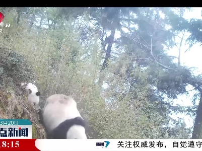 唐家河自然保护区野生大熊猫“自立门户”