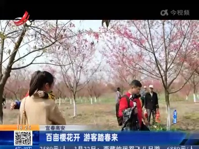 宜春高安：百亩樱花开 游客踏春来