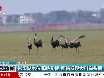 鄱阳湖水位涨跌交替 都昌发现大群白头鹤