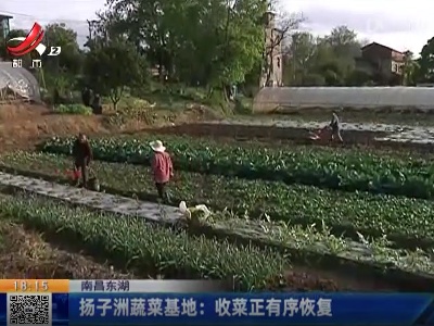 南昌东湖·扬子洲蔬菜基地：收菜正有序恢复