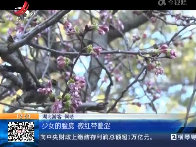 【赣闻天下】九江庐山：这里的樱花 周末盛开！