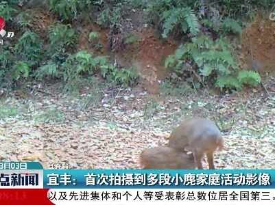 宜丰：首次拍摄到多段小鹿家庭活动影像