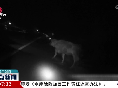 耕牛夜闯高速 交警迅速处理