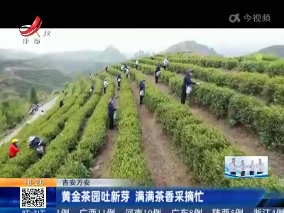 吉安万安：黄金茶园吐新芽 满满茶香采摘忙