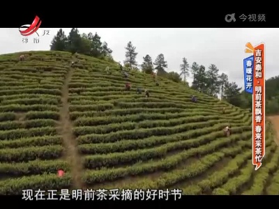 【春暖花开】吉安泰和：明前茶飘香 春来采茶忙