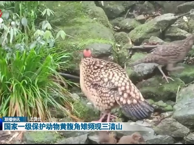 国家一级保护动物黄腹角雉频现三清山