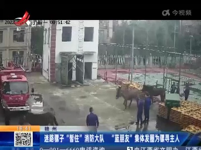 赣州：迷路骡子“暂住”消防大队 “蓝朋友”集体发圈为骡寻主人