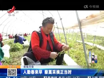 吉安万安：人勤春来早 藜蒿采摘正当时