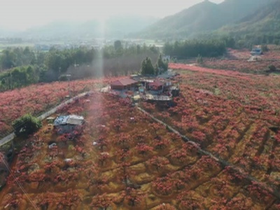 赣州龙南：春季观花正当时  桃花李花油菜花相继绽放