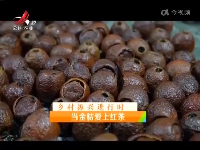 稻花香里20220317 乡村振兴进行时——当金桔爱上红茶