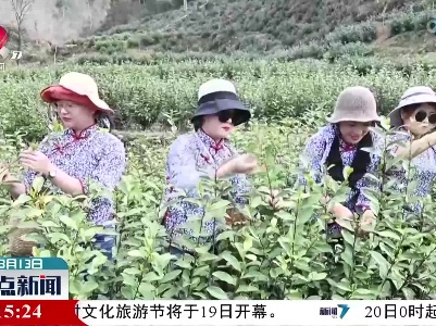 贵溪：春茶开采 助力农民增收
