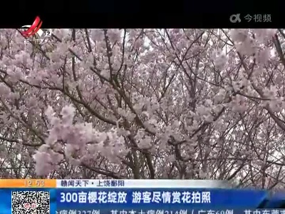 【赣闻天下】上饶鄱阳：300亩樱花绽放 游客尽情赏花拍照