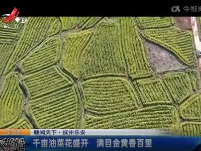抚州乐安：千亩油菜花盛开 满目金黄香百里