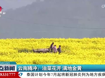 云南腾冲：油菜花开 满地金黄