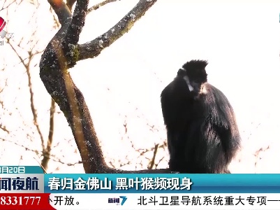 春归金佛山 黑叶猴频现身