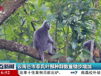 云南芒市菲氏叶猴种群数量稳步增加