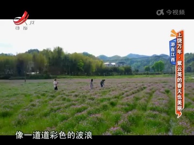 【游在江西】上饶万年·紫云英的春天也美丽
