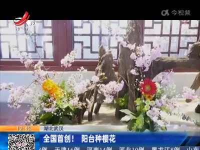 湖北武汉：全国首创！阳台种樱花