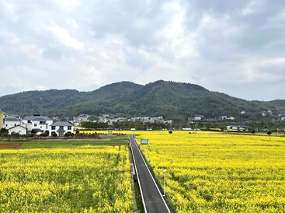 萍乡麻山镇：油菜花海扮靓乡村美景（图）