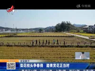吉安新干：梨花枝头争春俏 踏青赏花正当时