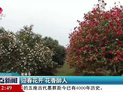 迎春花开 花香醉人