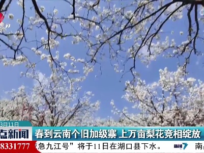 春到云南个旧加级寨 上万亩梨花竞相绽放