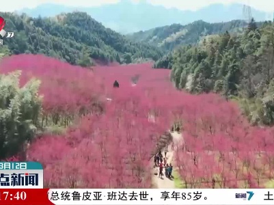 浙江临安：十万株樱花竞相开放